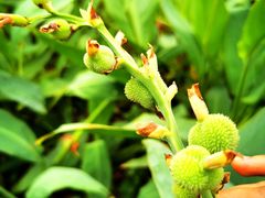 -南国桃园旅游度假区