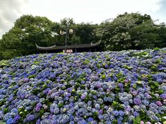 -苏州上方山国家森林公园