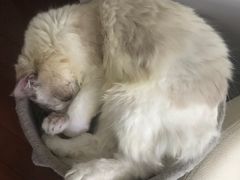 -佳雯宠物医院(金华南路分院)