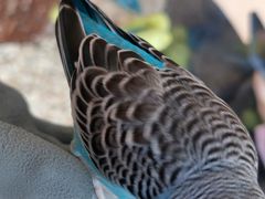 -怪兽屋·羊驼·猫咖·狗咖(俊华广场店)