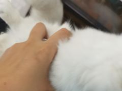 -欧奕国际动物医院