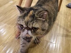 -滚猫咖啡·猫咖·猫友好撸猫(未来城店)