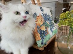 -共舞时光猫咖·狗咖(新街口店)