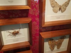 -墨尔本博物馆(Melbourne Museum)