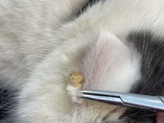 -PETKIT 小佩宠物·低压洗护·美容·寄养(安远店)