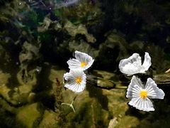 -泸沽湖里格半岛