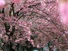 -莲花池公园