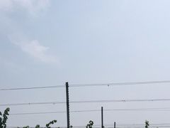 -丹世红酒庄·烧烤·团建·婚礼·水上运动