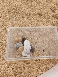 -萌宠亲子动物乐园(槐房万达店)