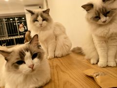 -有喵·猫咖·狗咖·30几只猫10只小狗(岗厦店)