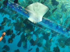-瑞德姆美人鱼海底演艺主题餐厅(亚龙湾店)
