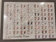 -楼上猫咖(罗湖店)