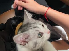 -小猫来了·猫舍(红山六九七九店)