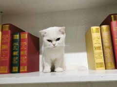 -猫小院猫主题餐厅(三里屯店)