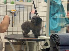 -熊小胖宠物生活馆(天华园店)