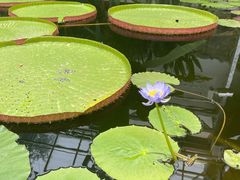 -国家植物园南园