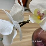 紫色花瓶配蝴蝶兰 宜家置办起来