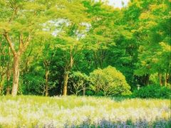 -深圳国际园林花卉博览园