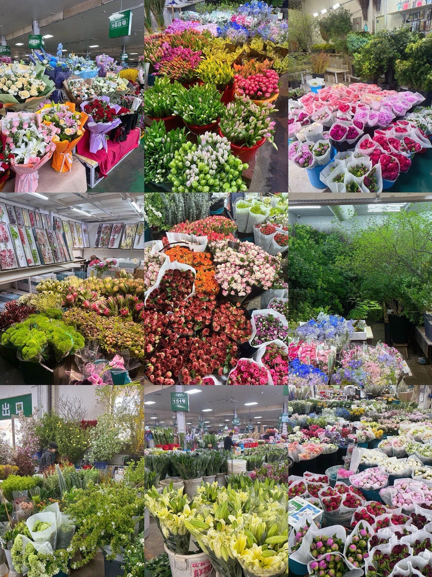 北京花鸟市场图片