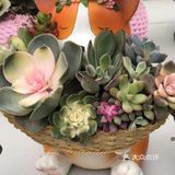 逛花市过年咯！