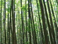 -山王坪喀斯特国家生态公园