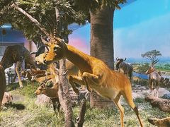 -国家自然博物馆