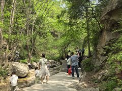 -王顺山国家森林公园