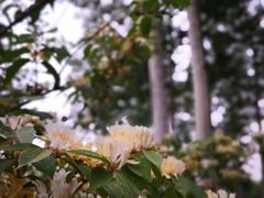 -永定河休闲森林公园