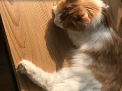 -猫的茶·猫咖
