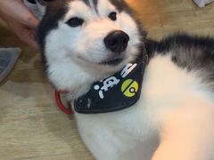 海参-Husky Go! 哈士奇体验馆·宠物咖啡厅狗咖