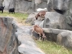 -武汉动物园