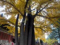 -红螺寺