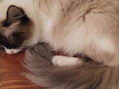 -猫色咖啡·猫咖
