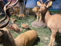 -国家自然博物馆