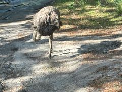 -奥兰多迪士尼动物王国乐园