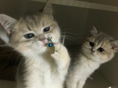 -东方名猫馆·英短金渐层布偶猫舍(环线广场1号楼店)