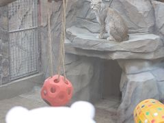 -青藏高原野生动物园