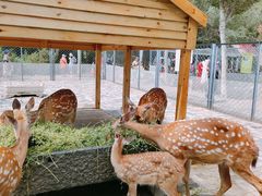 -长白岛森林公园