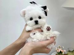 -萌宠之家·腊肠犬·马尔泰·小体犬舍