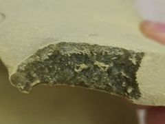 -钱湖手工麻糍店
