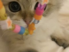-欣宠猫屋·矮脚拿破仑·蓝金金渐层