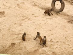 -西安秦岭野生动物园