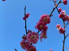 -西湖外事游船(花港观鱼码头)