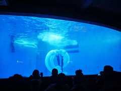 -海合安成都极地海洋公园
