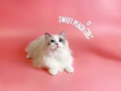 -comecome来吧宠物(奥克斯中心店)