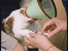 -乐派堂宠物医院·猫友好· 心脏科(东街店)