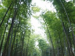 -蜀南竹海景区