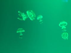 -福州罗源湾海洋世界旅游区