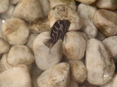 -813芭依珊 BAESAn(皇冠十畝地店)