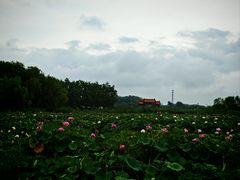 -白洋淀景区